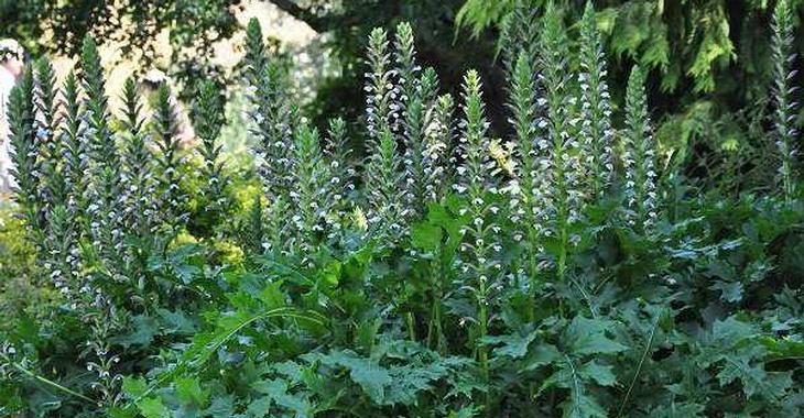 Acanthus mollis